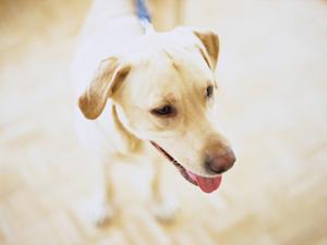 犬や猫の食事食のロイヤルカナン