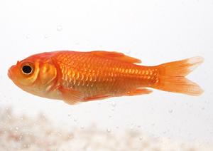 伊勢原で信頼できる動物病院を見つける