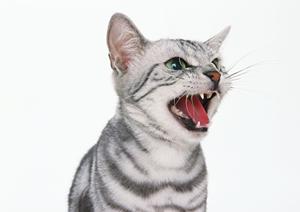 信頼と実績のアサンテによるシロアリ駆除サービス ? 即日対応・土日祝も受付中