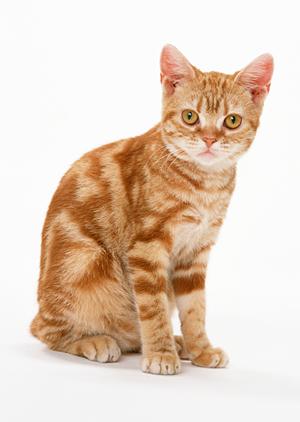 シロアリ駆除の信頼と実績を誇るアサンテ：土日祝日も対応可能な即日サービス