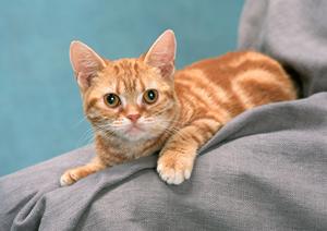 シロアリ駆除ならアサンテ｜土日祝日も対応、即日施工が可能な安心のサービス